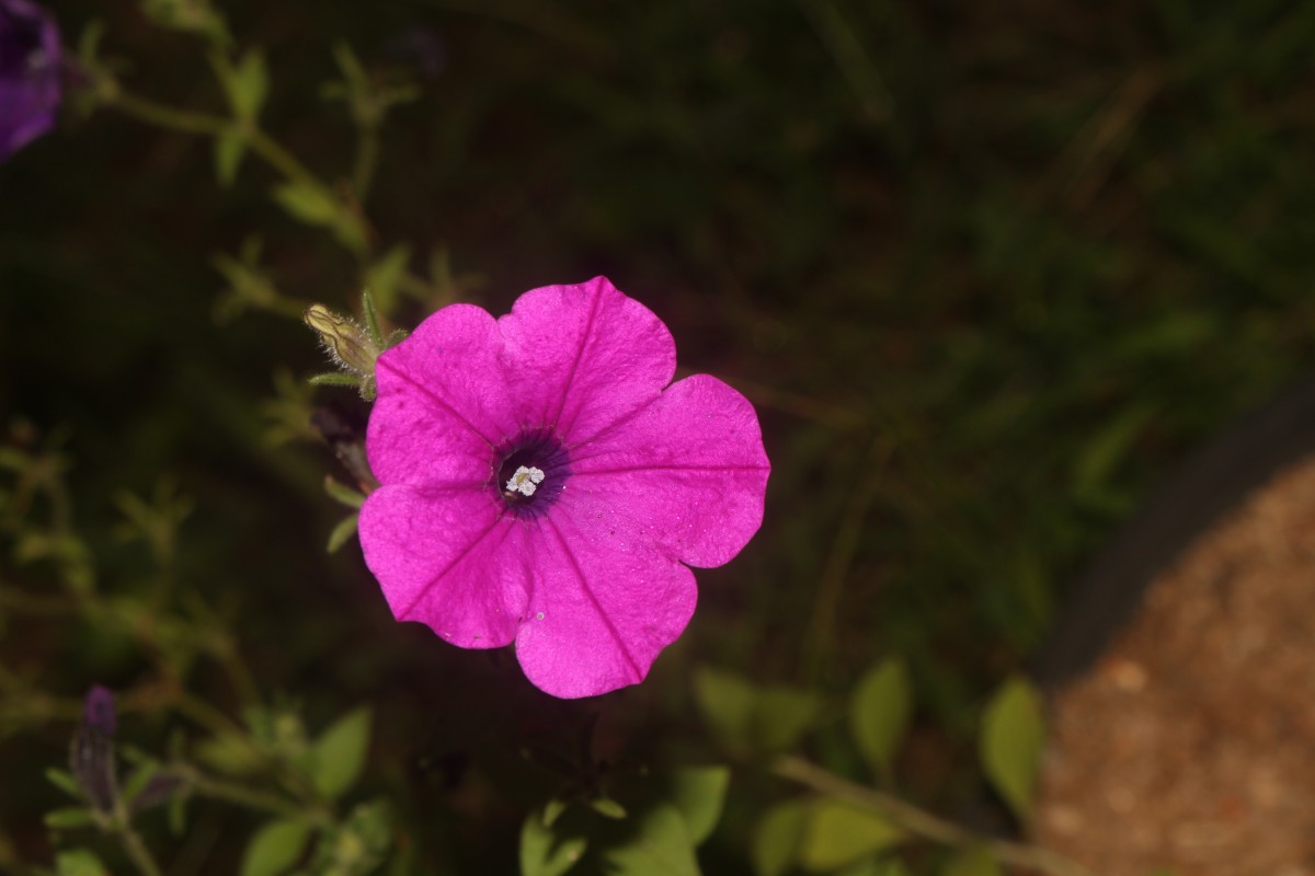 Petunia integrifolia (Hook.) Schinz & Thell.